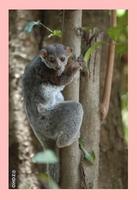 Grewcock's Sportive Lemur (Lepilemur grewcocki)