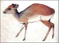 Ader's Duiker