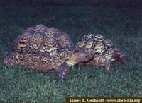 Leopard Tortoise, Geochelone pardalis babcocki