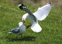 Red-billed Gull (Larus scopulinus)