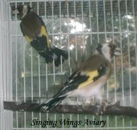 Siberian Goldfinches