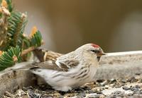 Hoary Redpoll