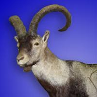 southeastern spanish ibex