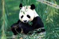 Giant Panda Eating Bamboo (Ailuropoda melanoleuca) photo