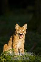 European lynx ( Lynx lynx ) stock photo