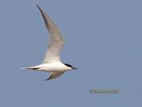 Gull-billed tern C20D 03440.jpg