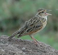 Rufous-naped Lark p.280