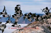 FT0179-00: Little Auks in flight. Dovekies. Savissivik Greenland