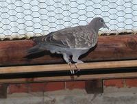 Spotted Pigeon Columba maculosa