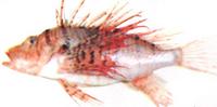 쏠배감펭 Pterois lunulata Temminck et Schlegel