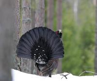 Capercaillie (Tetrao urogallus)