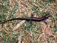 : Ambystoma jeffersonianum; Jefferson Salamander