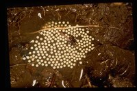 : Aplastodiscus leucopygius