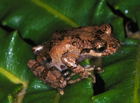 : Batrachyla leptopus