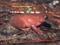 : Hyloscirtus platydactylus