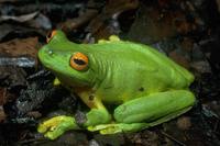 : Litoria xanthomera; Orange-thighed Frog