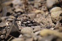 : Charadrius vociferus; Killdeer