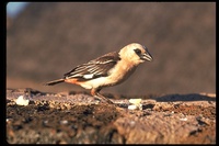 : Dinemellia dinemelli; White-headed Buffalo Weaver