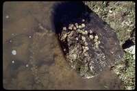 : Taricha torosa torosa; Coast Range Newt