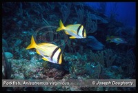 : Anisotremus virginicus; Porkfish