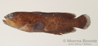 : Aporops bilinearis