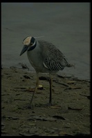 : Nyctanassa violacea; Yellow-crowned Night Heron