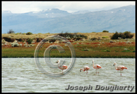 : Phoenicopterus chilensis; Chilean Flamingo