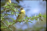 : Ploceus intermedius; Masked Weaver