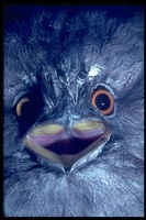 : Podargus sp.; Frogmouth