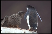 : Pygoscelis adeliae; Adelie Penguin