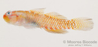 : Eviota albolineata