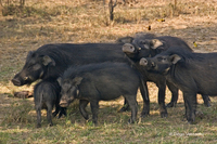 : Hylochoerus meinertzhageni; Giant Forest Hog