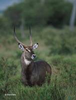 : Kobus ellipsiprymnus; Waterbuck