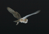 : Tyto alba; Barn Owl