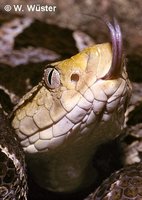 : Bothrops asper; Terciopelo