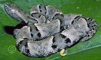 : Bothrops moojeni; Brazilian Lancehead