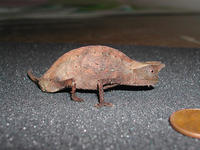 : Brookesia superciliaris