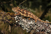 : Chamaeleo hoehnelii; Hoehnel's Chameleon