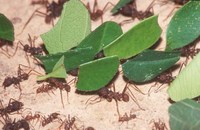 : Atta sp.; Leaf Cutter Ant