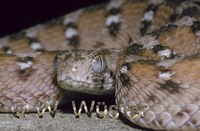 : Echis ocellatus; Saw-scaled Viper