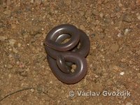 : Rhinotyphlops lalandei
