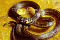: Tantilla reticulata