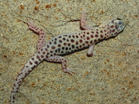 : Xantusia henshawi gracilis; Sandstone Night Lizard
