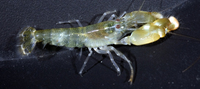 : Alpheus