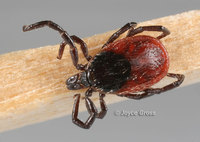 : Ixodes pacificus; Western Black Legged Tick