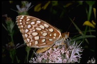 : Speyeria atlantis irene; Irene fritillary butterfly