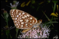 : Speyeria atlantis irene; Irene fritillary butterfly