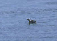 Japanese Murrelet,