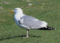 Mongolian Gull. Photo © A. Braunlich