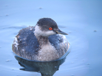 검은목논병아리 Podiceps nigricollis nigricollis | black-necked grebe